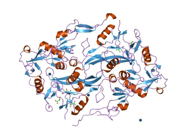 Follistatin Follistatin-344 1 mg (1 vial)